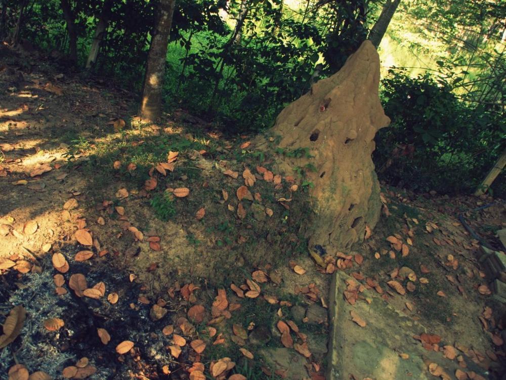 Хостел Hidden Well Hiriketiya Диквелла Экстерьер фото